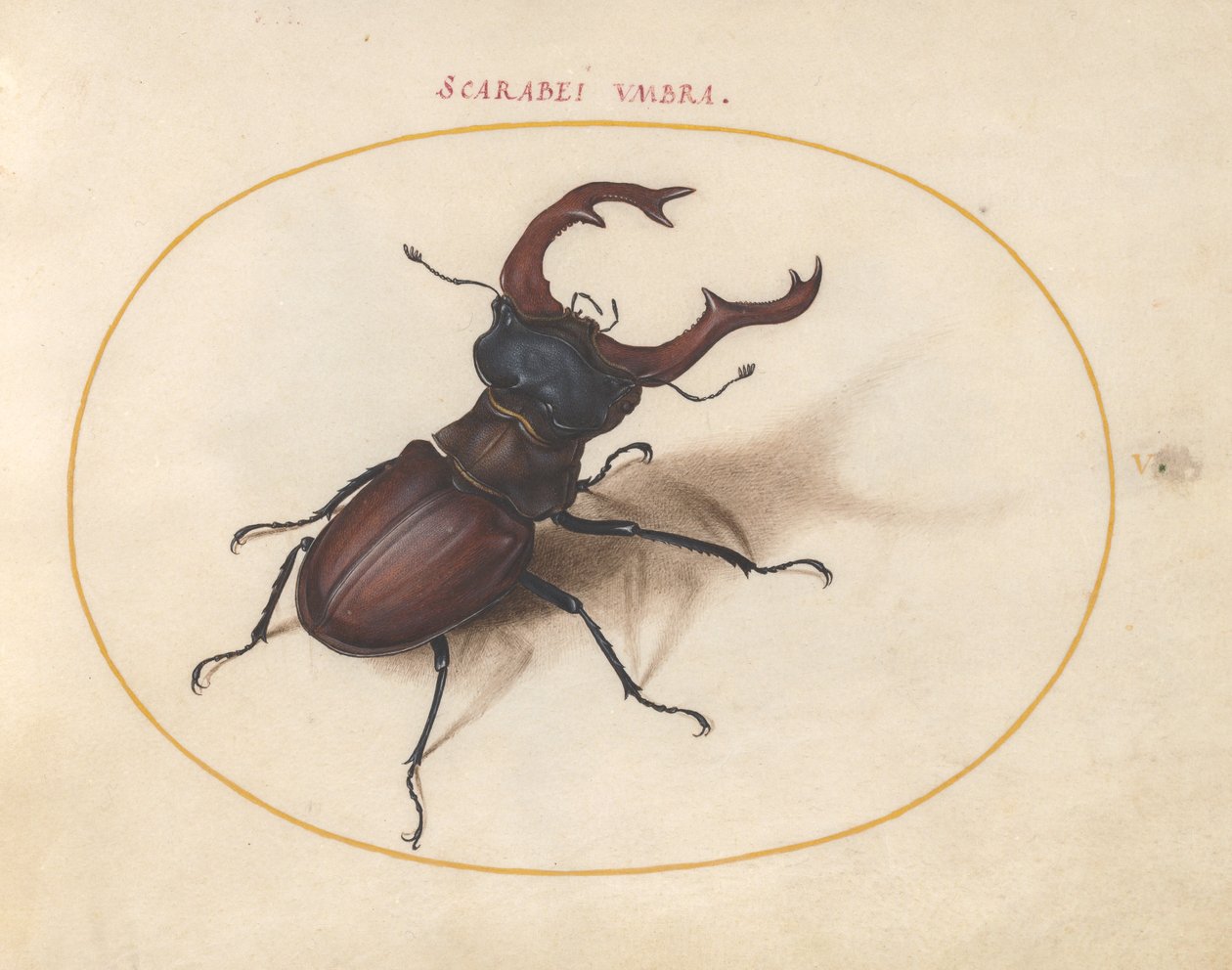 Skarabäuskäfer, ca. 1575-80 von Joris Hoefnagel