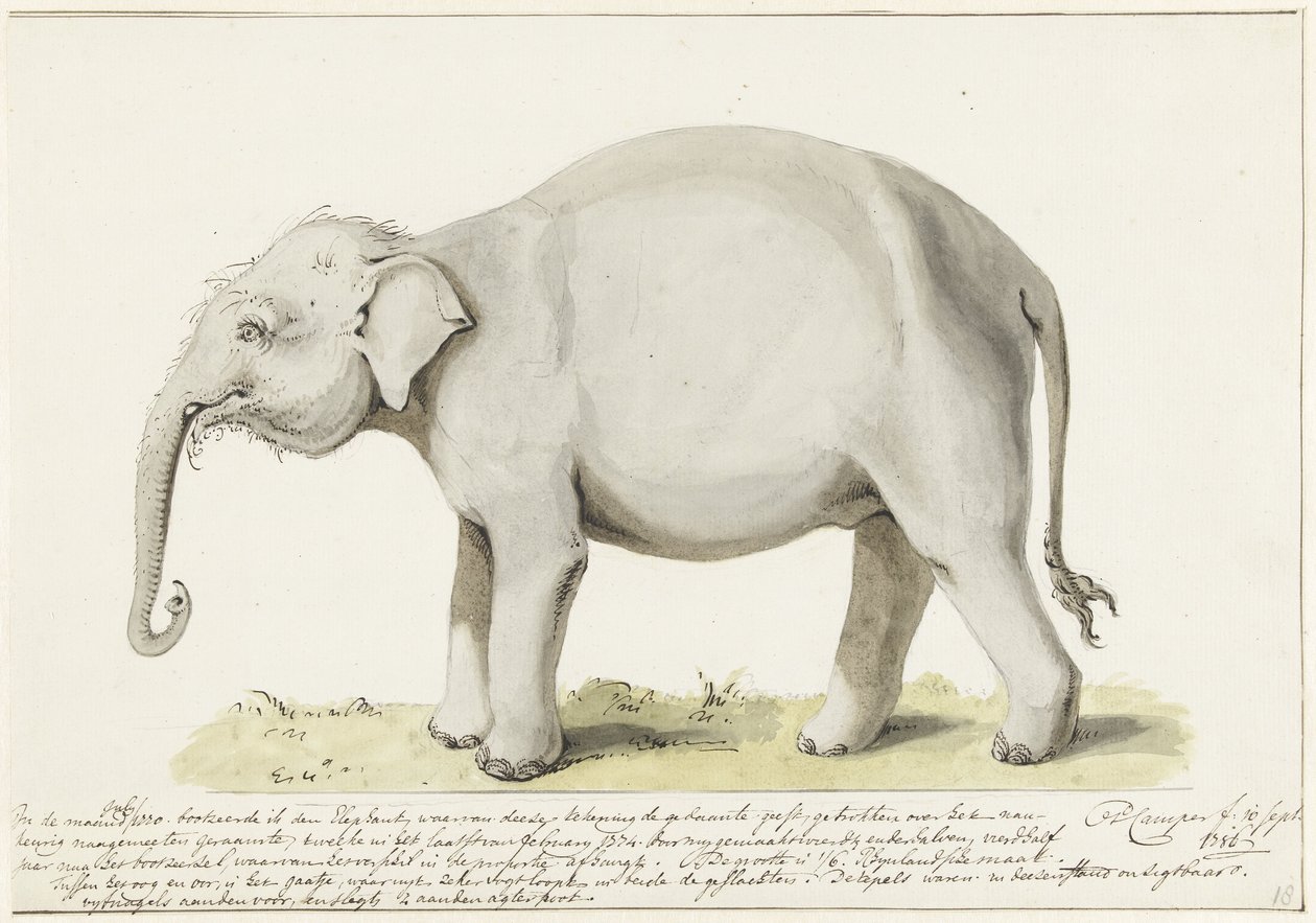 Stehender Elefant, nach links von Petrus Camper