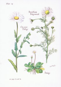Geruchlose Kamille, Gänseblümchen, Margerite