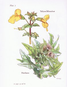 Gelber Gauklerblume, Bilsenkraut, 1951