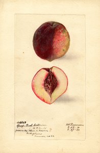 Sportpfirsich-Nektarine (Prunus persica)