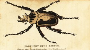Königlicher Goliathkäfer, Goliathus regius (Gravur)