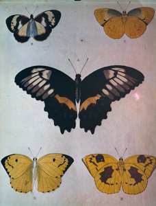 Schmetterlinge