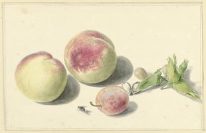Pfirsiche, Nüsse, eine Pflaume und eine Fliege