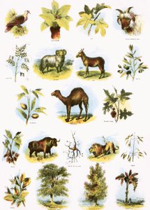 Biblische Illustrationen