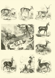 Seite aus dem Bildmuseum der belebten Natur