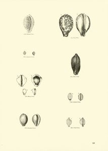 Seite aus dem Bildmuseum der belebten Natur