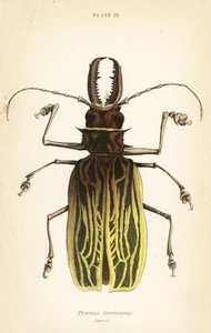 Säbelzahn-Langhornkäfer, Macrodontia cervicornis (Prionus cervicornis)
