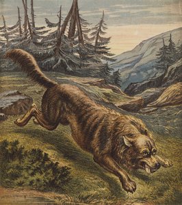 Wolf