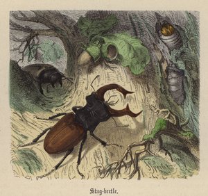 Hirschkäfer