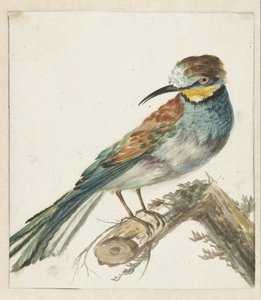Bienenfresser (Merops apiaster)