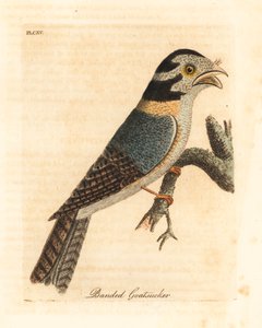 Australischer Eulenschwalm, Aegotheles cristatus oder Riesenfroschmaul, Podargus strigoides? Handkolorierte Kupferstichzeichnung und -gravur von John Latham aus seiner eigenen A General History of Birds, Winchester