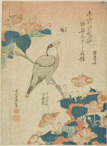 Japanischer Kernbeißer und Wunder von Peru, aus einer unbetitelten Serie von Blumen und Vögeln