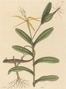 Die Lyon-Eidechse Lacerta 6-lineata, veröffentlicht 1731-1743