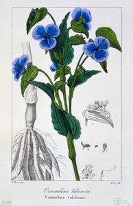Commelina tuberosa