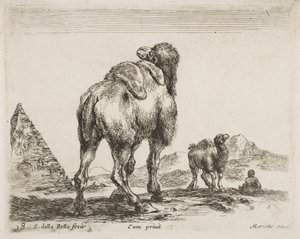 Kamel von hinten gesehen, veröffentlicht 1641 aus Diversi Animali