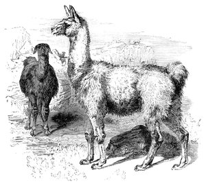 Lamas, um 1880