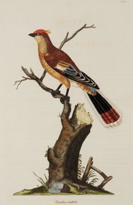 Haubenkuh