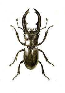 Coleoptera: Hexarthrius Buqueti oder Lucanus