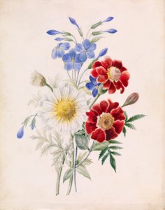 Rote und blaue Blumen und weiße Gänseblümchen