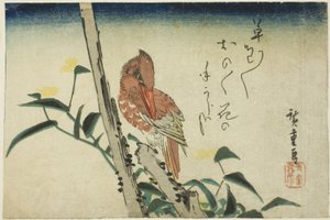 Eisvogel und Tagblume