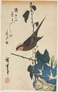 Spatz und Morgenröte