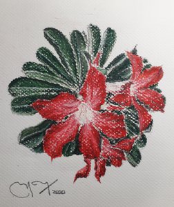 Wüstenblume